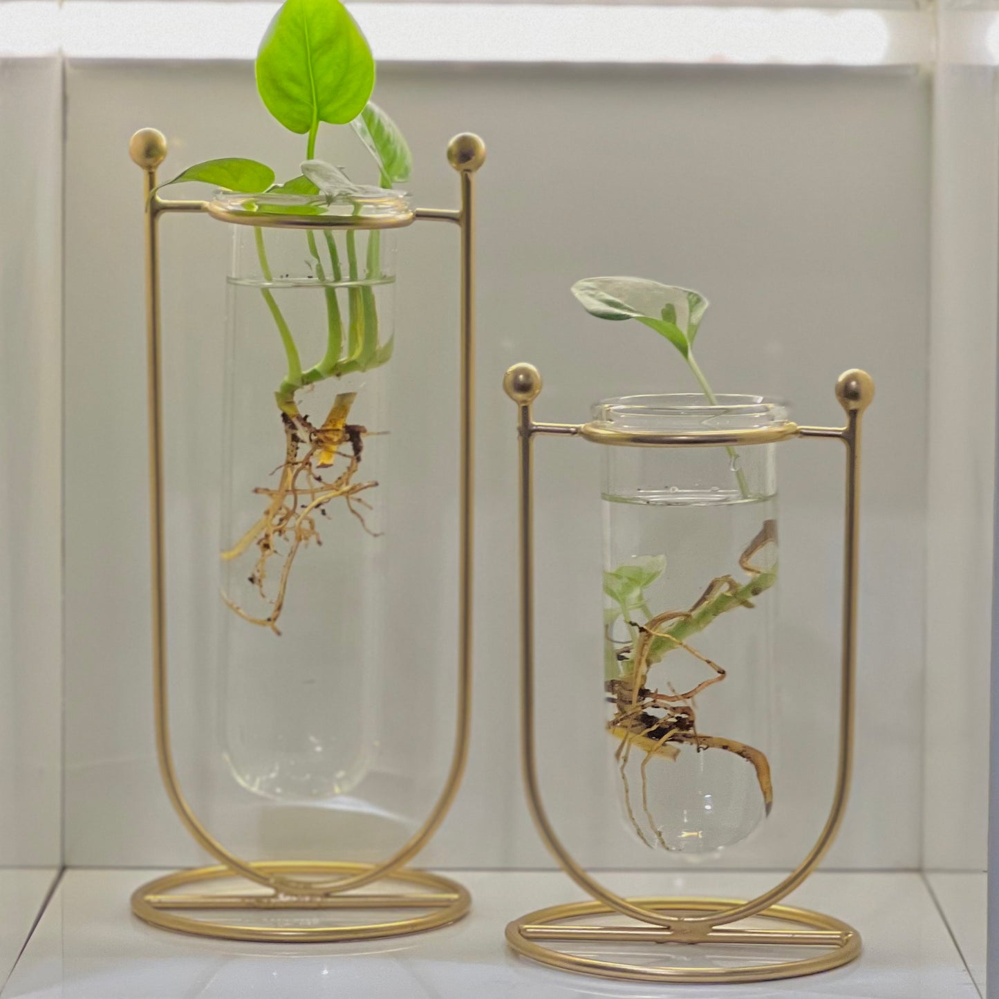 Elegant test tube planters with plant roots visible.