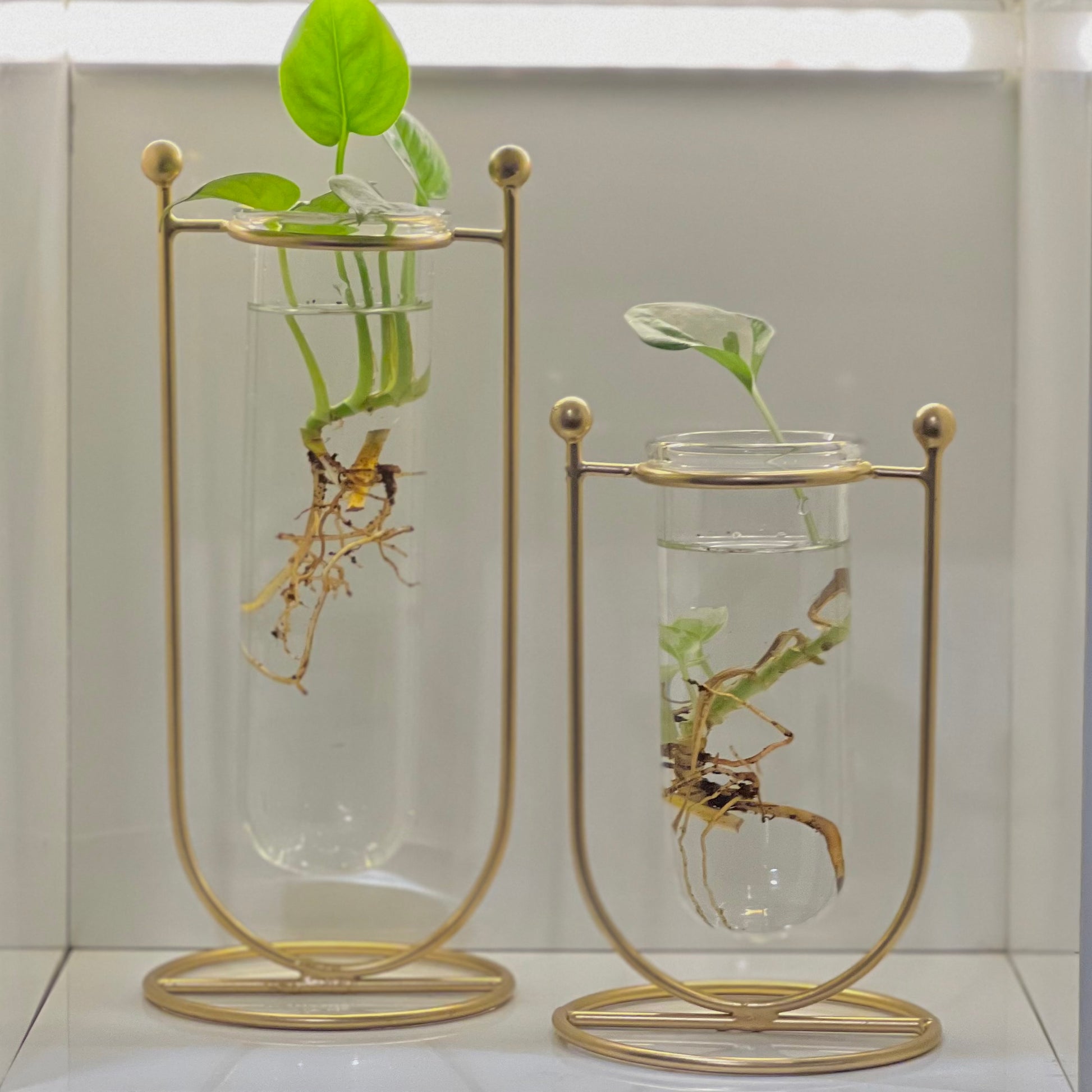 Elegant test tube planters with plant roots visible.