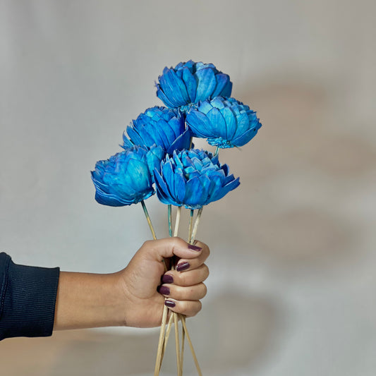 Blue Sola Flower